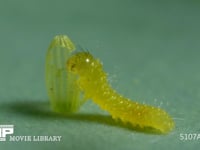モンシロチョウ　ふ化 抜けでた殻を食べる幼虫　５倍速
