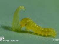 モンシロチョウ　ふ化 抜けでた殻を食べる幼虫　５倍速