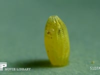 モンシロチョウ　ふ化 卵を食い破る幼虫