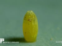 モンシロチョウ　ふ化 卵を食い破る幼虫