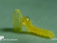 モンシロチョウ　ふ化 抜けでた殻を食べる幼虫　５倍速