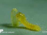 モンシロチョウ　ふ化 卵の殻を食べる幼虫