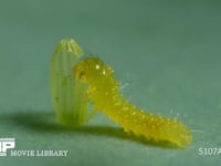 モンシロチョウ　ふ化 卵の殻を食べる幼虫