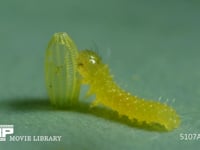 モンシロチョウ　ふ化 卵の殻を食べる幼虫