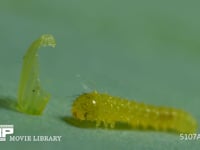 モンシロチョウ　ふ化 卵の殻を食べる幼虫