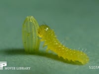 モンシロチョウ　ふ化 抜けでた殻を食べる幼虫　２倍速