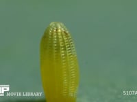 モンシロチョウ　ふ化 卵の殻を食べる幼虫