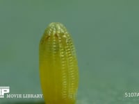 モンシロチョウ　ふ化 卵の殻を食べて穴を開ける幼虫