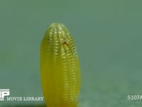モンシロチョウ　ふ化 卵の殻を食べて穴を開ける幼虫