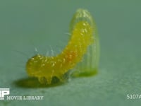 モンシロチョウ　ふ化 卵から抜け出る幼虫