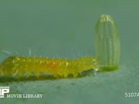 モンシロチョウ　ふ化 卵からほぼ抜け終えた幼虫