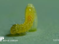 モンシロチョウ　ふ化 卵から抜け出る幼虫