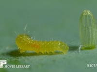 モンシロチョウ　ふ化 卵から抜け終え、抜け殻を食べに向かう幼虫