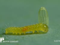 モンシロチョウ　ふ化 抜け殻を食べ始める幼虫