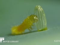 モンシロチョウ　ふ化 抜け殻を食べる幼虫