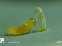 モンシロチョウ　ふ化 抜け殻を食べる幼虫