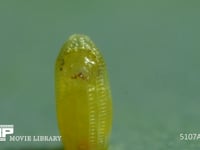 モンシロチョウ　ふ化 卵から抜け始める幼虫