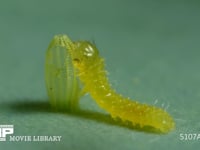 モンシロチョウ　ふ化 抜けでた殻を食べる幼虫　２倍速