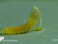 モンシロチョウ　ふ化 抜け殻を食べる幼虫