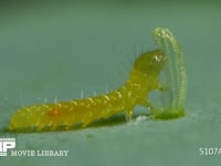 モンシロチョウ　ふ化 抜け殻を食べる幼虫