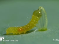 モンシロチョウ　ふ化 抜け殻を食べる幼虫