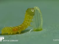 モンシロチョウ　ふ化 抜け殻を食べる幼虫