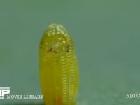 モンシロチョウ　ふ化 卵の殻を食べて穴を開ける幼虫　２倍速