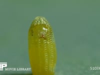 モンシロチョウ　ふ化 卵の殻を食べて穴を開ける幼虫　２倍速