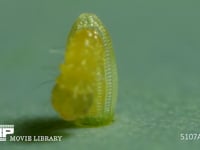 モンシロチョウ　ふ化 卵から抜け出る幼虫　２倍速