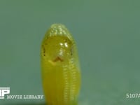 モンシロチョウ　ふ化 卵から抜け出る幼虫　２倍速