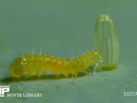 モンシロチョウ　ふ化 卵から抜け出た幼虫　２倍速