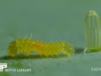 モンシロチョウ　ふ化 卵から抜け出た幼虫　２倍速