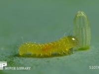 モンシロチョウ　ふ化 卵から抜け出た幼虫　２倍速