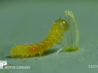 モンシロチョウ　ふ化 抜け殻を食べる幼虫 ２倍速