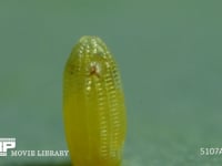 モンシロチョウ　ふ化 卵の殻を食い破る幼虫　５倍速