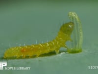 モンシロチョウ　ふ化 抜け殻を食べる幼虫 ２倍速