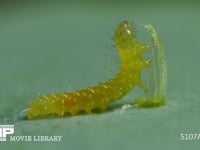 モンシロチョウ　ふ化 抜け殻を食べる幼虫 ２倍速