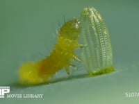 モンシロチョウ　ふ化 抜け殻を食べる幼虫