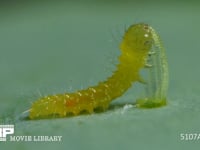 モンシロチョウ　ふ化 抜け殻を食べる幼虫