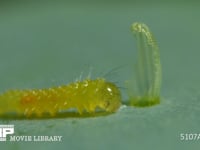 モンシロチョウ　ふ化 抜け殻を食べる幼虫