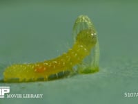 モンシロチョウ　ふ化 抜け殻を食べる幼虫 ２倍速