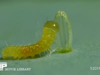 モンシロチョウ　ふ化 抜け殻を食べる幼虫