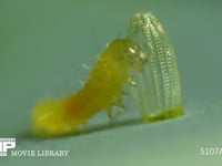 モンシロチョウ　ふ化 抜け殻を食べる幼虫