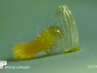 モンシロチョウ　ふ化 抜け殻を食べる幼虫