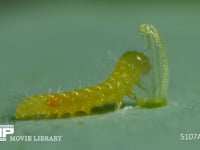 モンシロチョウ　ふ化 殻を食べる幼虫　５倍速