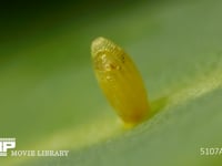 モンシロチョウ　ふ化 卵の殻を食い破る幼虫