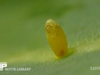 モンシロチョウ　ふ化 卵の殻を食い破る幼虫