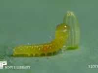 モンシロチョウ　ふ化 殻を食べる幼虫　５倍速
