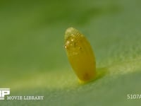 モンシロチョウ　ふ化 卵の殻を食い破る幼虫