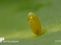 モンシロチョウ　ふ化 卵の殻を食い破る幼虫